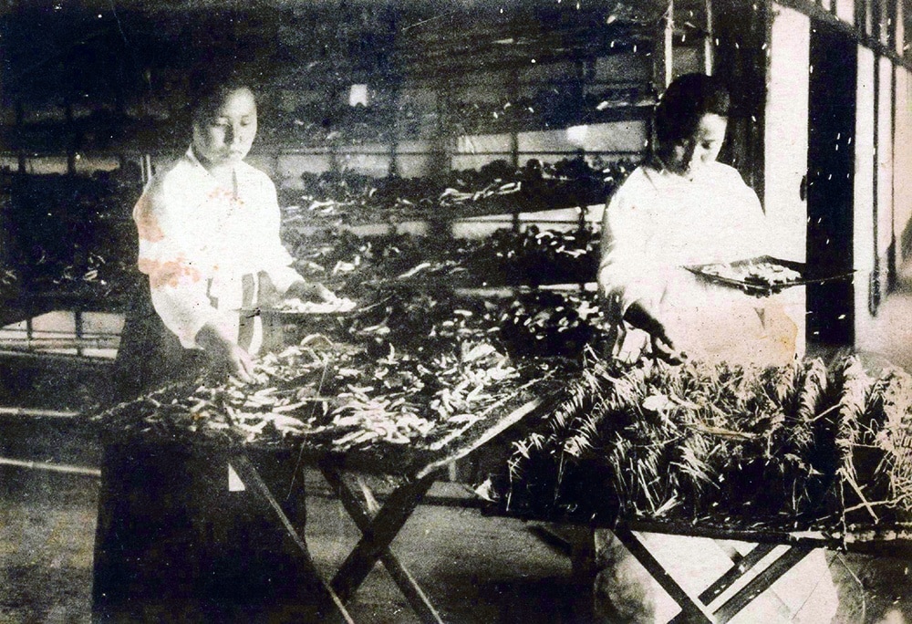 une femme élève des vers à soie, Corée, début du XXe siècle.  Carte postale japonaise produite pour mettre en valeur les changements apportés à l'agriculture sous la domination coloniale.  Musée folklorique national de Corée